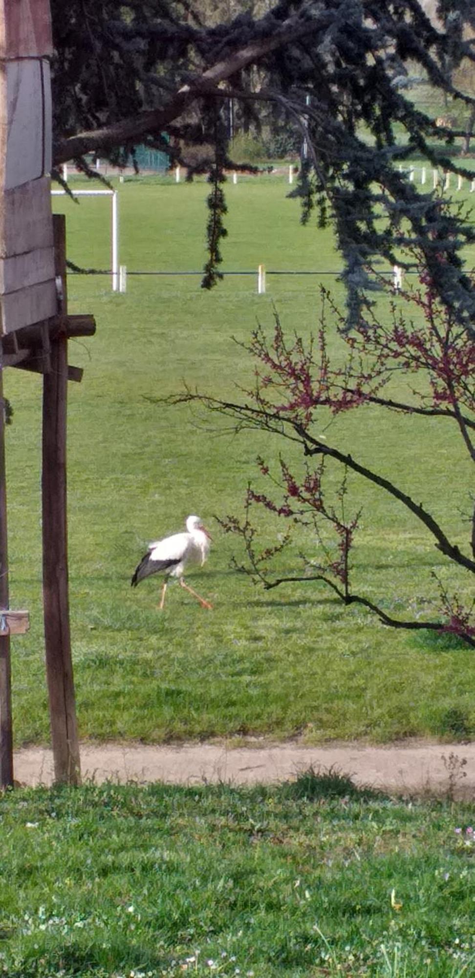 Gite Dans Vignoble Alsacien Westhalten Luaran gambar